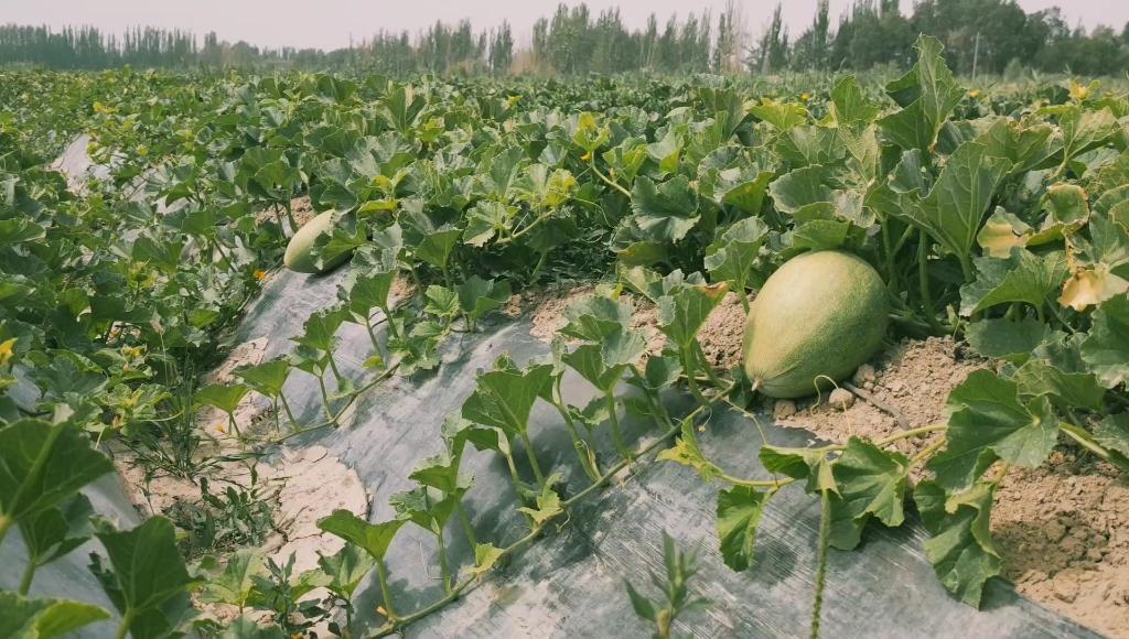 消费援疆助力新疆留香瓜远销长三角
